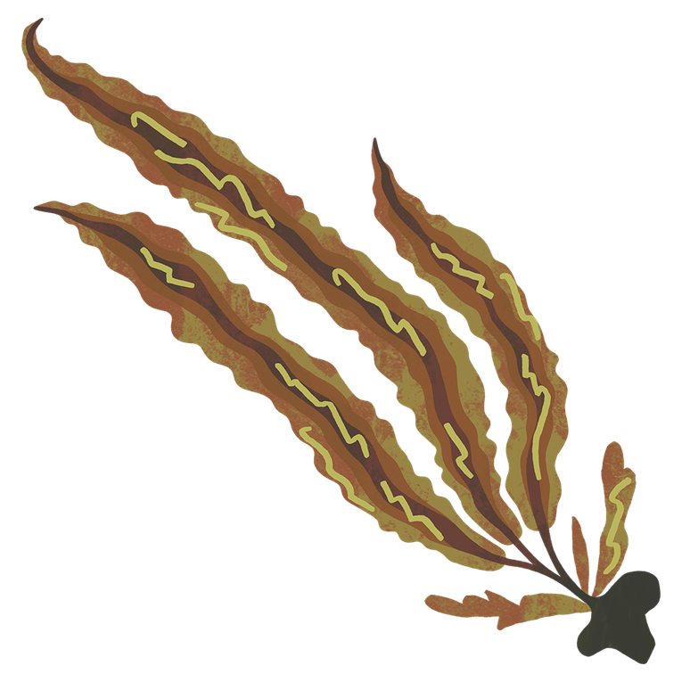 Sugar Kelp 960