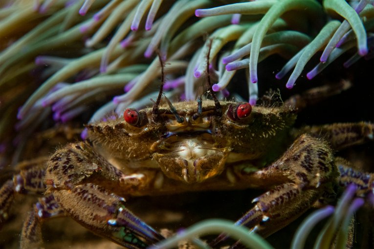 Velvet Swimming Crab Georgie Bull