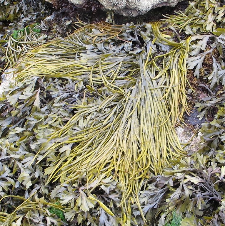 Thongweed seaweed