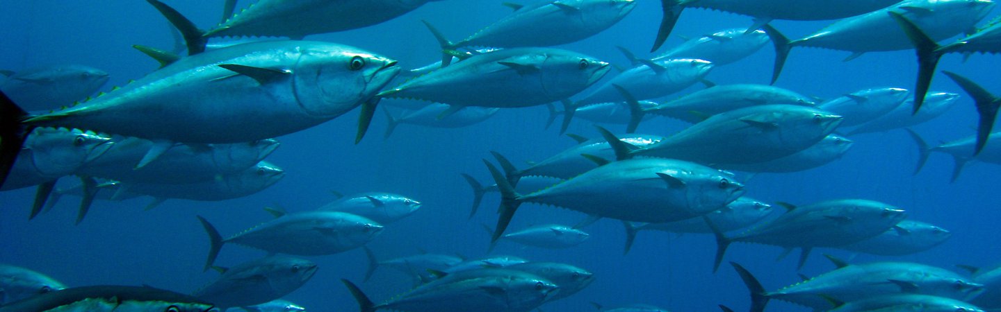 Giant Tuna Shoal Guido Montaldo