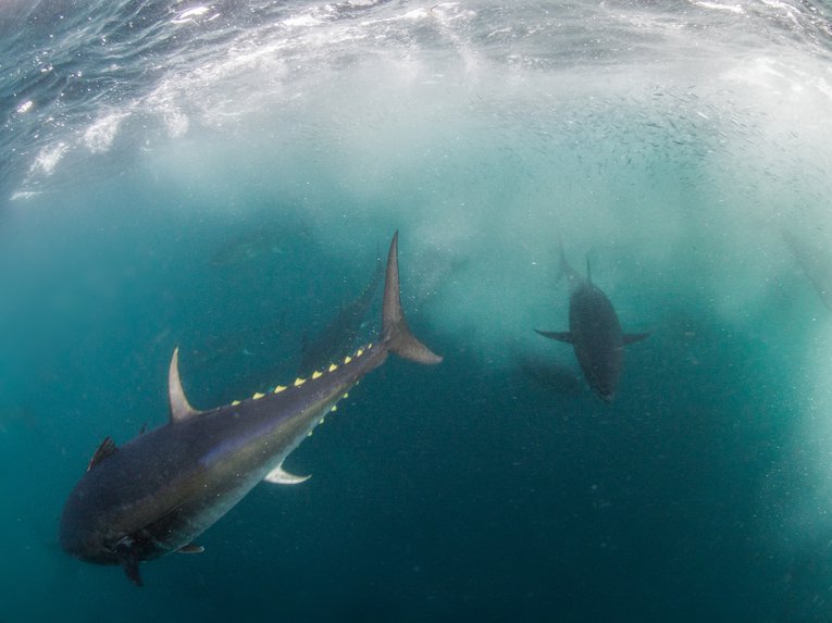 Bluefin Tuna Cornwall England Mark Kirkland