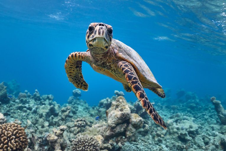 Turtle - Shutterstock