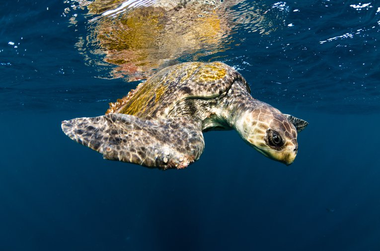 Olive Ridley Sea Turtle swims in the Pacific ocean off Costa Rica's Corcovado peninsula Joost Van Uffelen