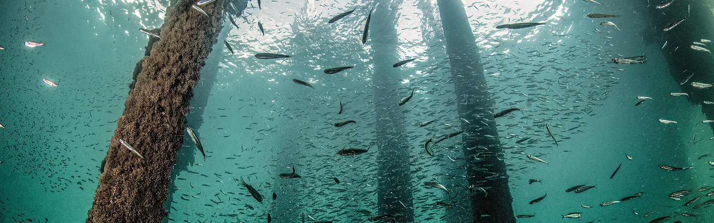 Under Swanage pier