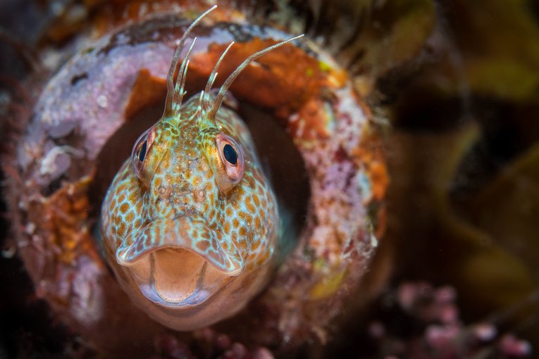 Variable Blenny - Cathy Lewis