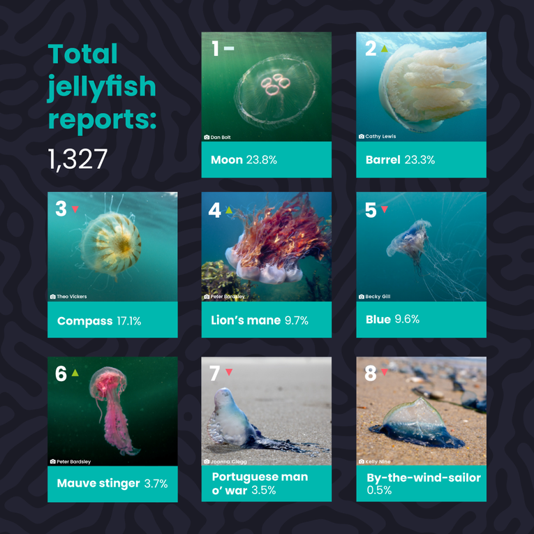 Wildlife Sightings Report - Overview 2025