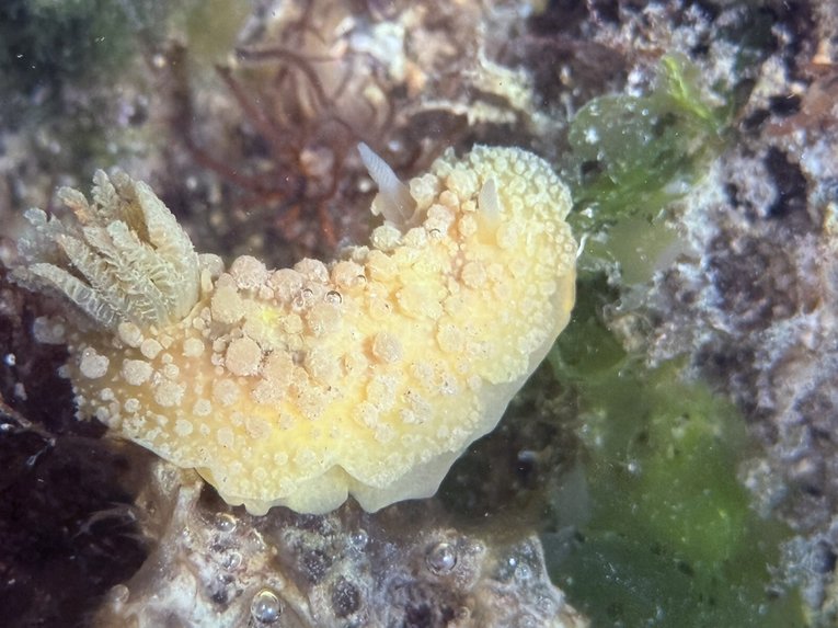 Warty Doris sea slug