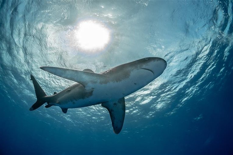 Whitetip Shark swimming in sea