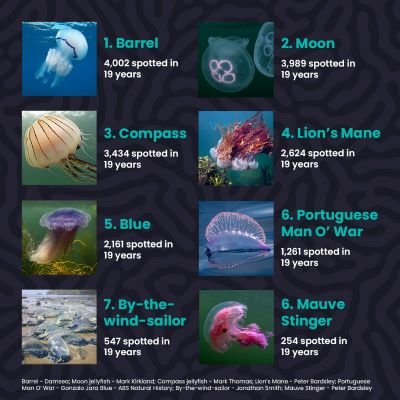 Wildlife Sightings - jellyfish species breakdown