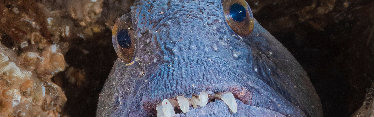 Wolf fish