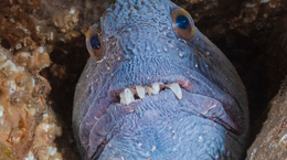 Wolf fish