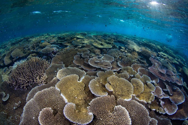 Table coral underwater
