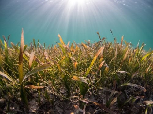 Seagrass bed - benjamin-l-jones