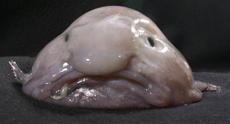 blobfish-1