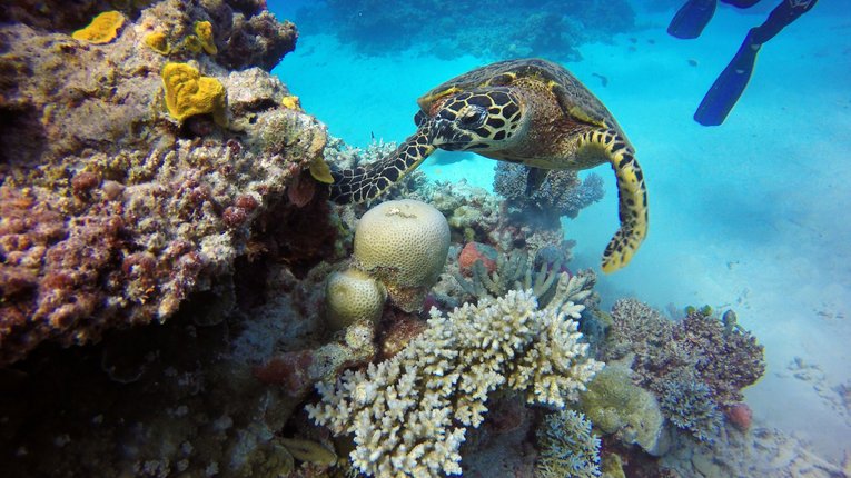Turtle on coral reef