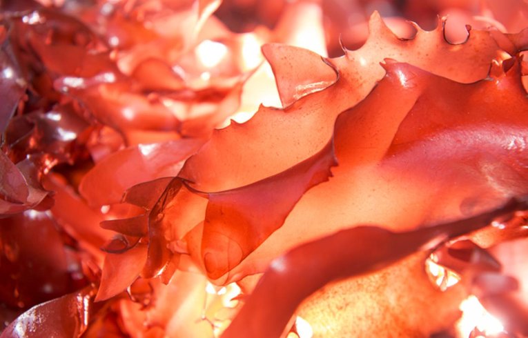 dulse_langdon_003sw