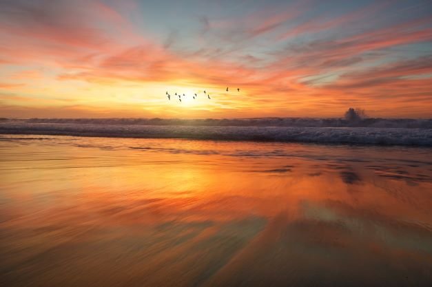 Sea birds sunset frank-mckenna