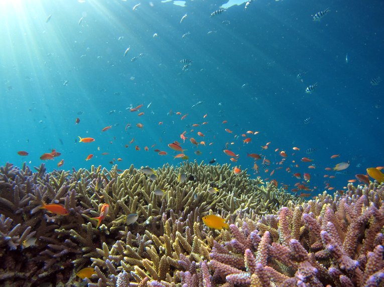 Coral reef with small fish
