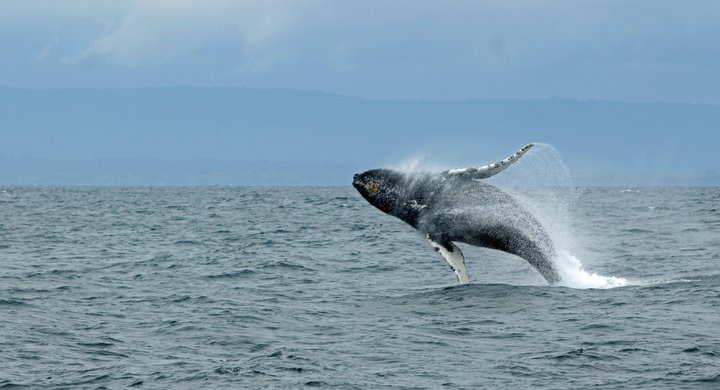 Whale jumping - Ilse Orsel -unsplash