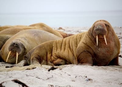 Walruses, sea lions - unsplash