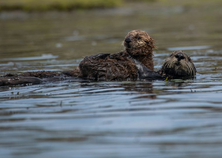 Mother and pup sea otters floating in water