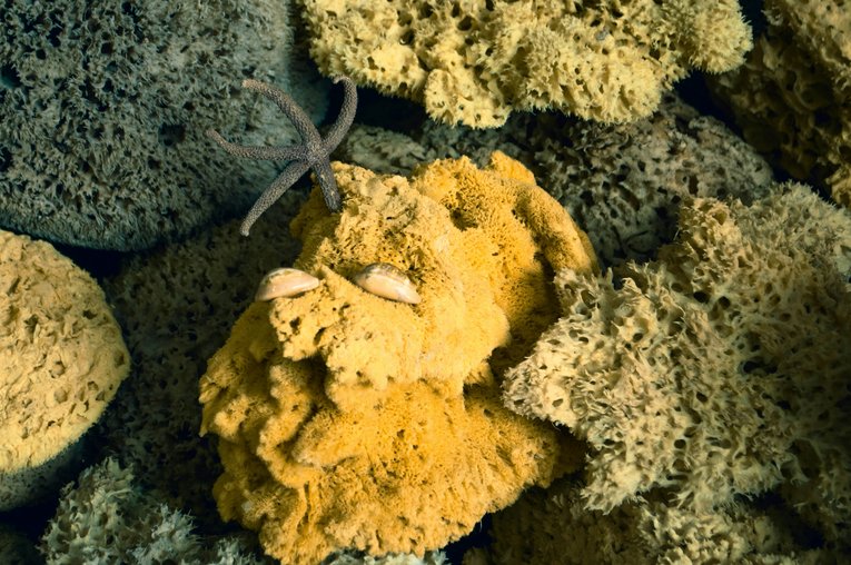 Sea sponges with starfish and shells