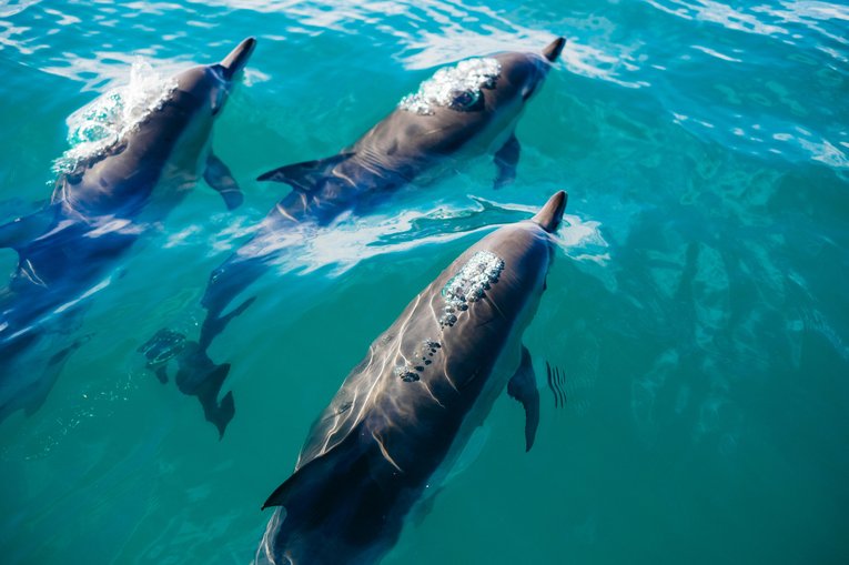 Dolphins swimming in sea