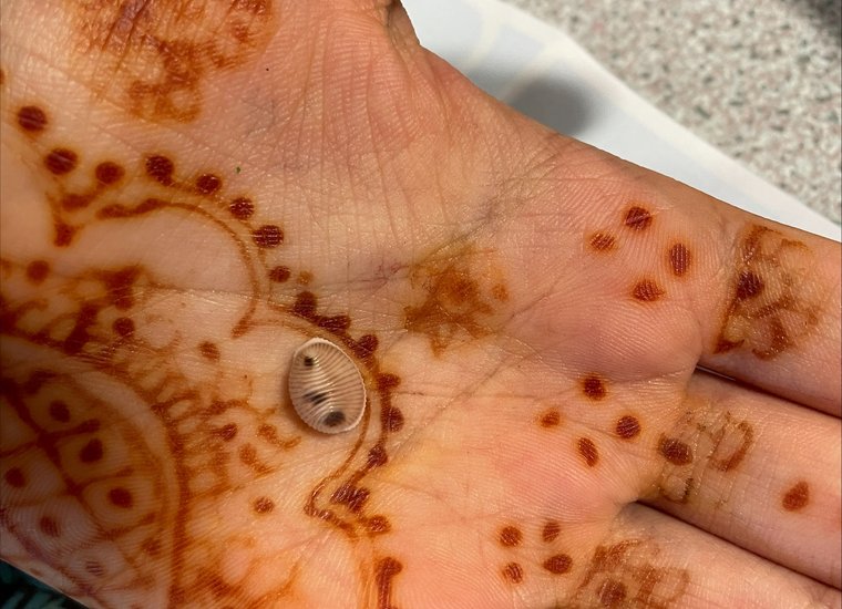 Cowrie Shell Biofacts