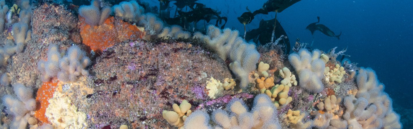 Sula Sgeir Reef Scotland Coral Seaweed Kirsty Andrews