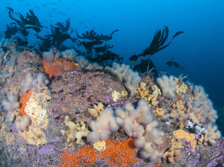 Sula Sgeir Reef Scotland Coral Seaweed Kirsty Andrews