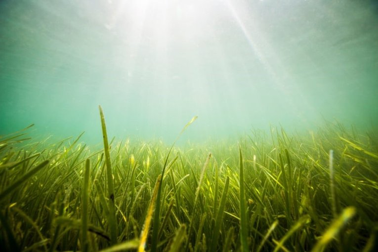 Seagrass meadow