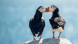 Puffins on rock