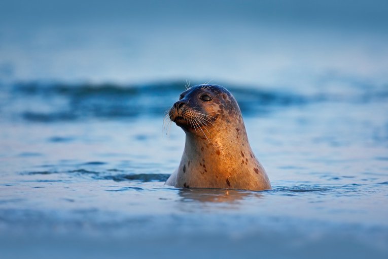 Atlantic Grey Seal Hegloland Island Germany Ondrej Prosicky Shutterstock