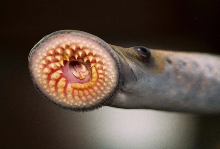 species-Sea-lamprey-mouth-jawless-fish-Great