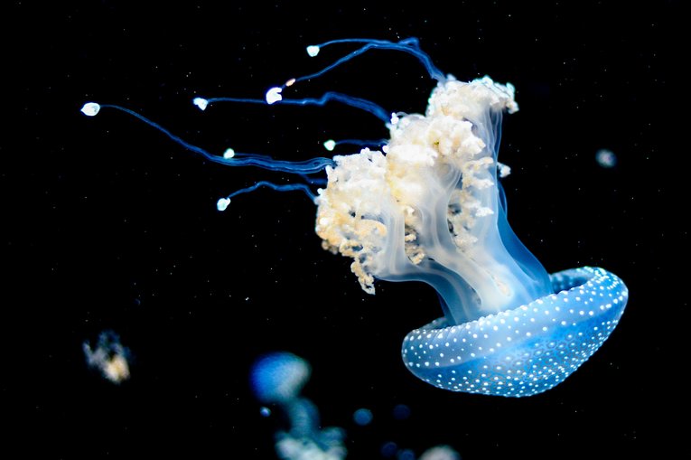 Jellyfish - tavis-beck - unsplash