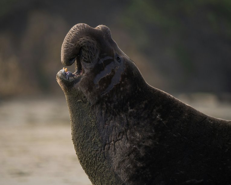 y-s-ncvU4YCTxyk-unsplash - elephant seal