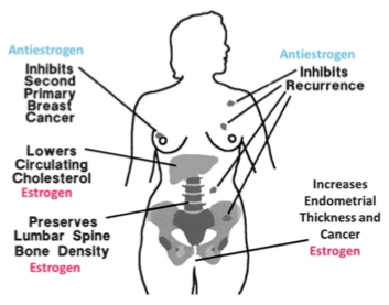 Tamoxifen