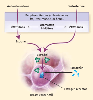 Aromatase inhibitors