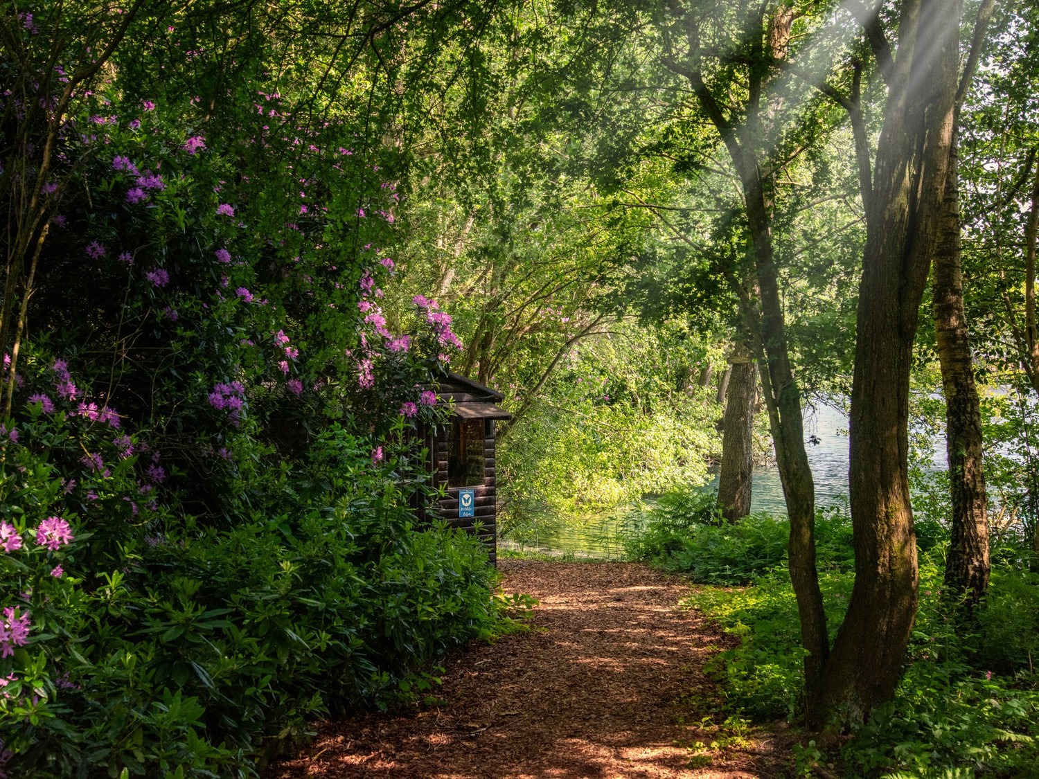 Woodland Pearl Lake