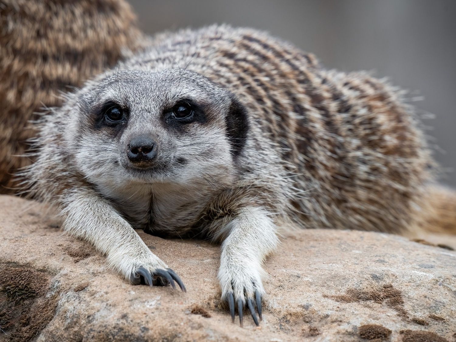 Meerkat at the zoo