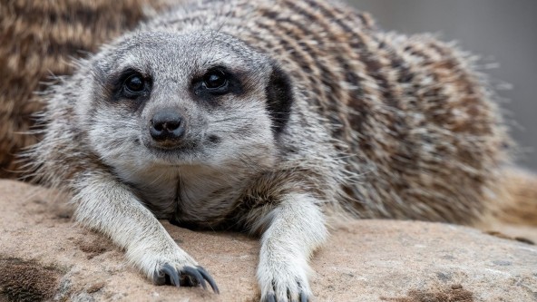 Meerkat at the zoo
