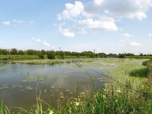 On-site lake