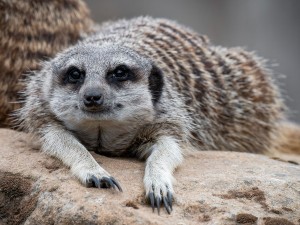 Meerkat at the zoo