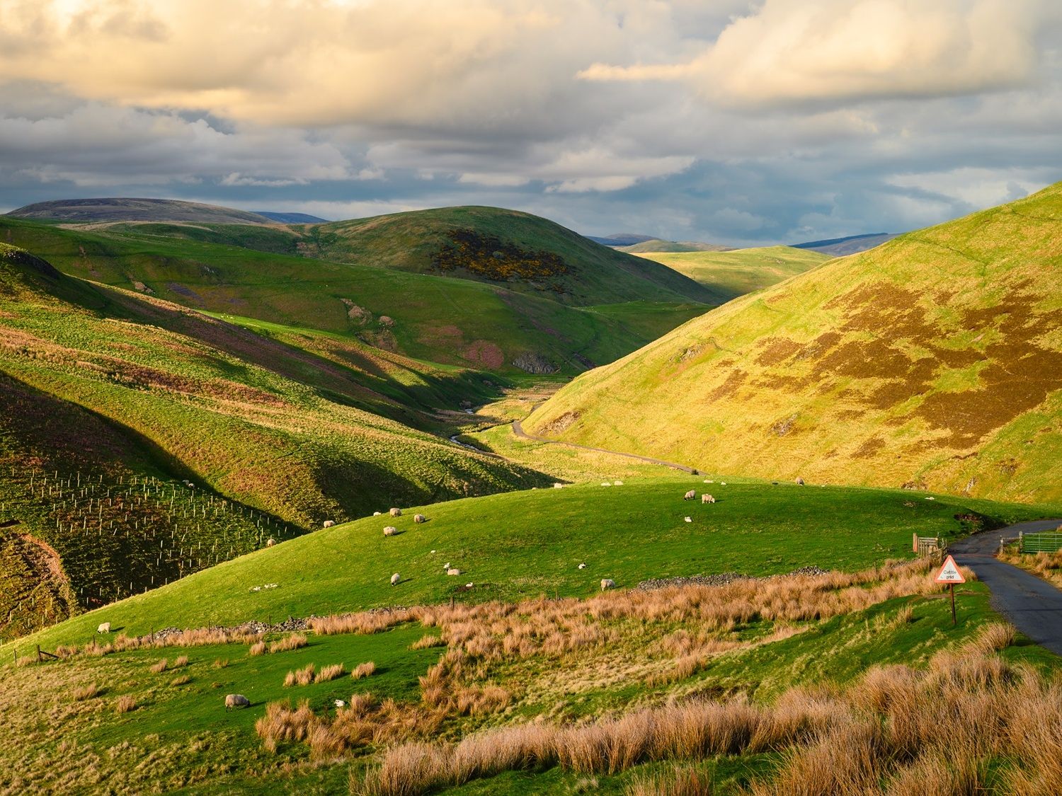 Cheviot Hills