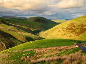 Cheviot Hills