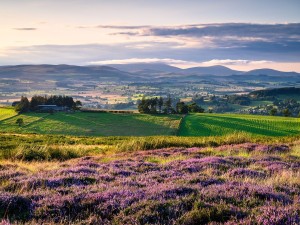 The Cheviot Hills