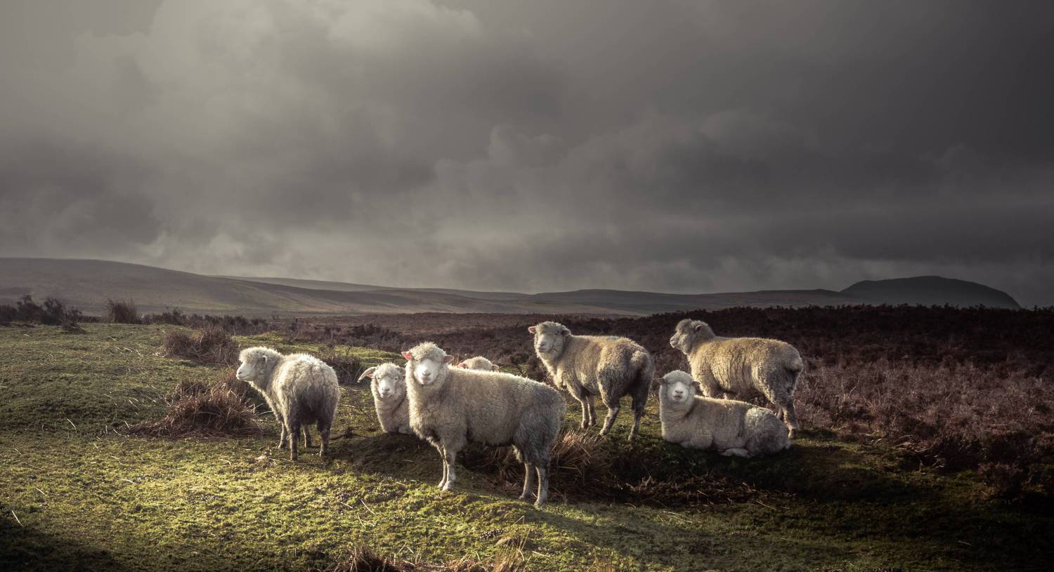 Ireland's hill sheep contribute far more than tourist photo opportunities