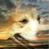 avatar de Yolande B.