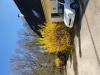photo-0-Tailler un grand forsythia