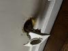 photo-1-Changer 3 prises dans un mur. Mettre boitier dans mur et finition propre. Pas de peinture
